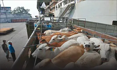 Fièvre aphteuse : l’importation de détail interdite 