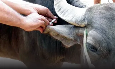 Fièvre aphteuse : le FFC recommande un protocole en cas d’épidémie
