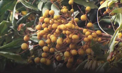 Longanes : Rs 480 le kilo