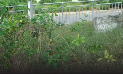 Environnement : l’entretien des bas-côtés de la route M2 