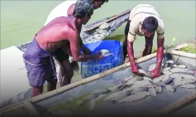 First fish harvest from floating cages 