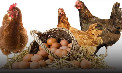 Consommation - Poulet et œufs : une nouvelle hausse des prix pas à écarter