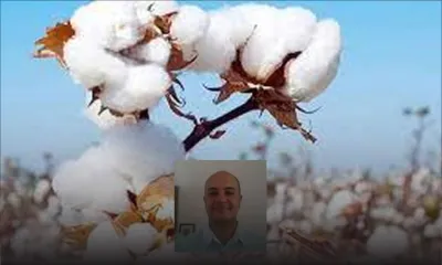 Réouverture de la Chine : coup de fouet pour le marché du coton ?