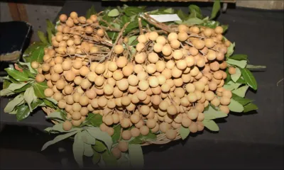 Fruit d’été - Longane : Rs 200 à Rs 300 le demi-kilo 