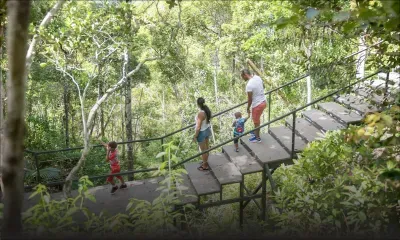 Conservation - Sous l’ombre des forêts : un avenir à préserver 