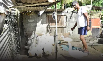 Henri Gangaram devient éleveur après la retraite