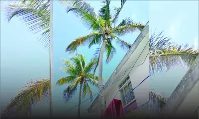 Problème de voisinage : le propriétaire ne veut pas élaguer ses cocotiers