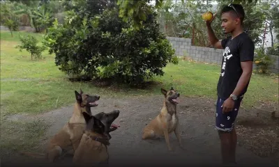 Jack Andrew Madanamoothoo : pour l’amour des chiens