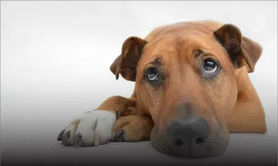 Empoisonnement allégué d’un chien