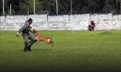 [Vidéo exclusive] GIPM (3e partie) : l'épreuve des chiens dressés pour attaquer