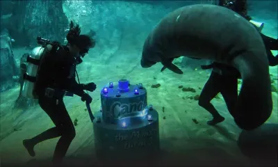 Gâteau géant et jazz pour l'anniversaire d'un lamantin à Singapour