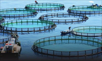 Secteur émergent : l’État océan en eaux troubles ?