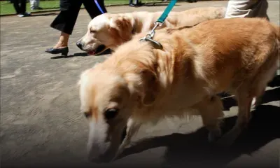 Entretien des animaux domestiques : certains Mauriciens dépensent jusqu’à Rs 30000 par mois