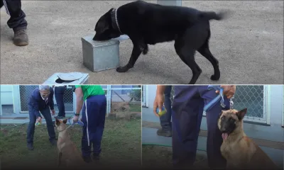 Formation de chiens renifleurs : quand le meilleur ami de l’homme devient l’ennemi des trafiquants