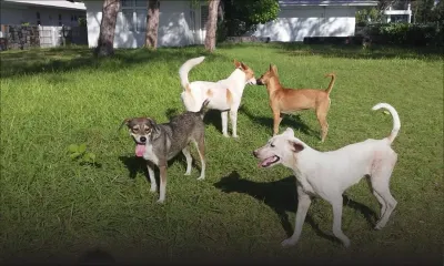 À Belle-Mare : une nouvelle clinique vise à stériliser 10 000 chiens en un an