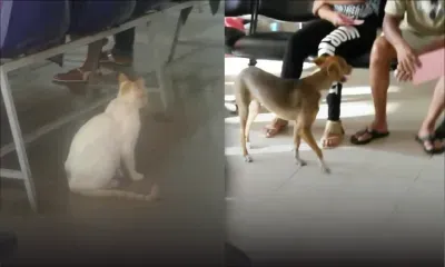 Quand chiens et chats se rendent à l’hôpital… 