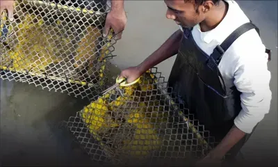 Élevage de crabes : Jessan Kumar Persand parmi les meilleurs en Afrique