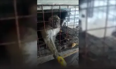 Goodlands : le singe, Mouna tué par balle 