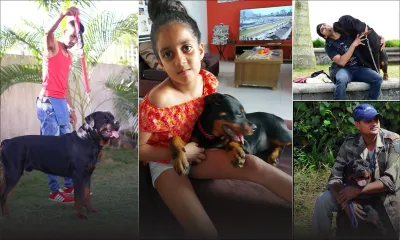 Rottweilers : ces chiens suscitant admiration et crainte