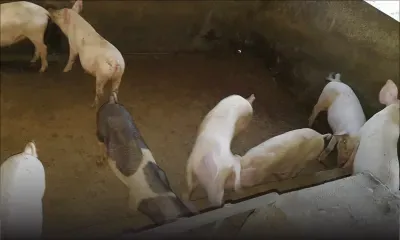 44 cochons volés à Grand-Gaube : l’enquête policière piétine