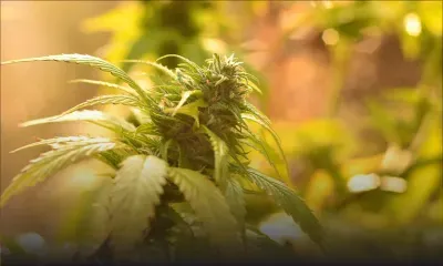 Dans un bungalow à Pereybère : 250 g de drogue synthétique, 22 plants et 2 000 semences de cannabis saisis