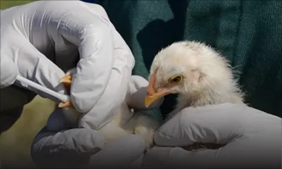 Épizootie - Grippe aviaire à La Réunion : les producteurs mauriciens rassurent