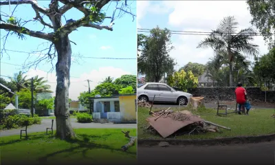 Rose-Belle: le vieux badamier abattu