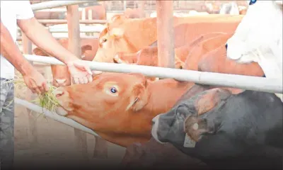 Conflit autour de l’élevage de bœufs en milieu résidentiel - L’éleveur : «Mo pe gagne mo lavi» 