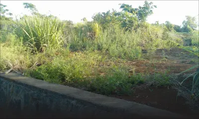 Terrains sous canne enclavés par des drains : des planteurs de L’Amitié réclament un droit de passage 