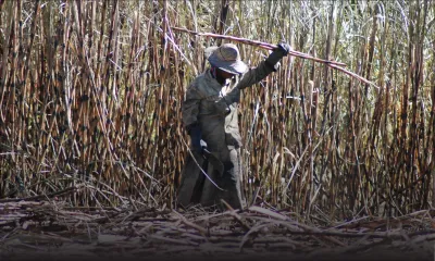 Industrie cannière: baisse de 31% du prix du sucre à partir de 2017