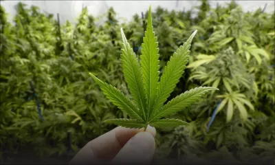 Pamplemousses : Rs 6 millions de plants de cannabis déracinés 