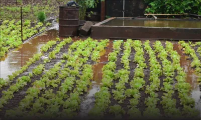 Culture de la canne et des légumes : la Chambre d’Agriculture livre son constat