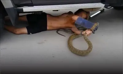 Un ado déloge un python sous une voiture