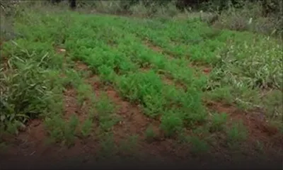 Cultures vivrières : le manque de main-d’œuvre tourne autour de 60 %