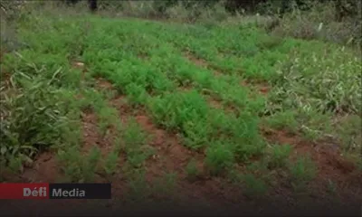  Small Planters Association : Les vols dans les plantations en hausse