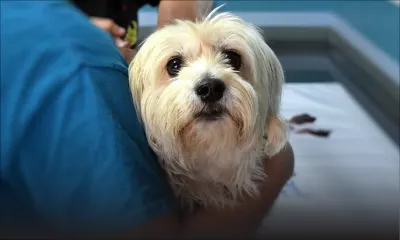 Confinement total : qui contacter si votre animal est malade ?