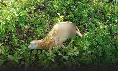 Pailles : une meute de chiens errants tue 12 moutons dans une ferme 