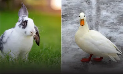 Sébastopol : 35 lapins et 12 canards volés dans un domaine