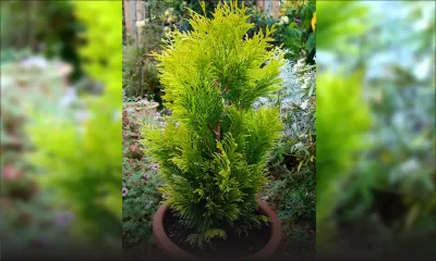 200 thuyas volés dans une pépinière