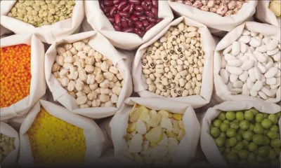 Blé, riz et haricots secs : le risque de pénurie se profile