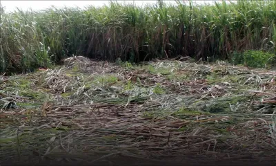 Sucre : plus de 1 000 planteurs disparaissent en un an