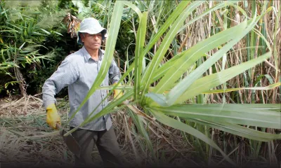 Exportations : le sucre mauricien face à une hausse de production en Europe