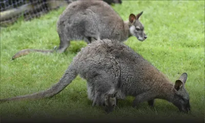 Pays-Bas : un wallaby errant fait bondir le coeur d'une ville
