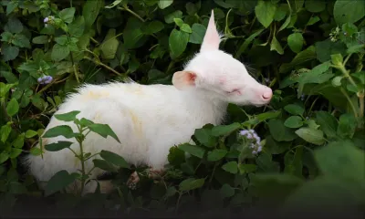 Vallée des Couleurs Nature Park : naissance d’une biche blanche