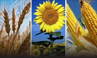 Après l’accord entre l’Ukraine et la Russie : une baisse des prix des produits alimentaires se profile à l’horizon