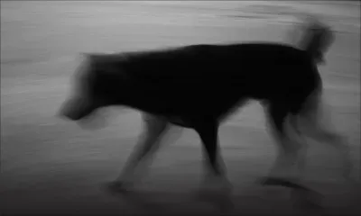 Forest-Side : mordu par un chien errant, un retraité terrassé par une crise cardiaque