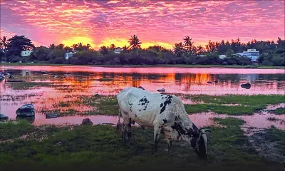 Cap-Malheureux : là où les vaches regardent passer les nuages