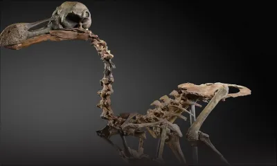 Un squelette de dodo bientôt mis en vente