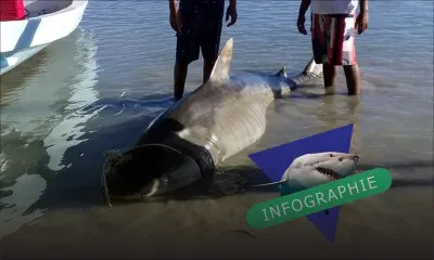 [Infographie] Les requins majoritairement retrouvé à Grand Gaube