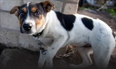 Toute personne qui élève son chien sur le toit de sa maison risque 6 mois de prison et une amende de Rs 15 000